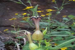 Ceropegia mahabalei